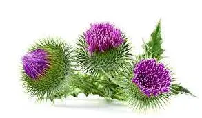 Colored Thistle